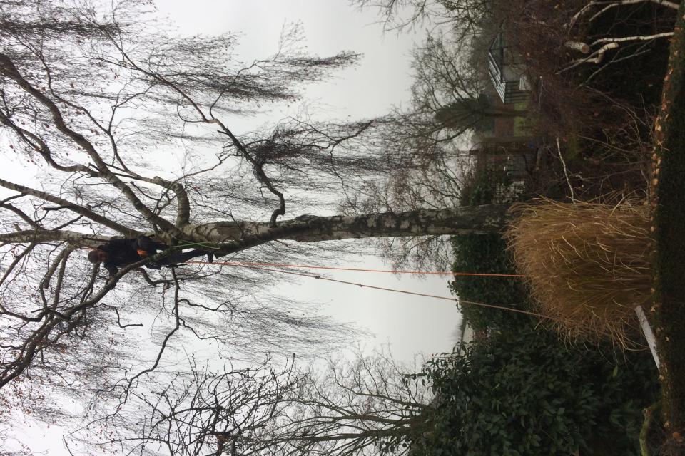Snoeien van bomen