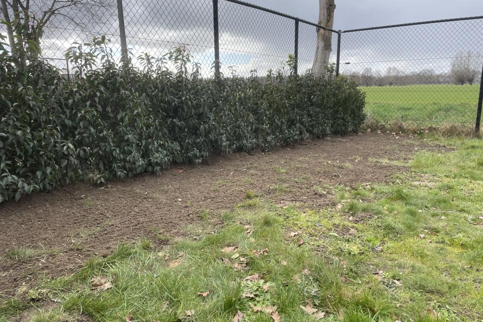 Aanplanting haag met prunus lusitanica