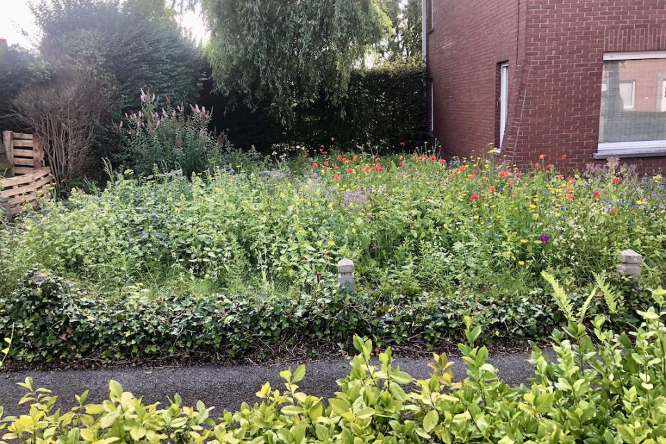 Wilde bloemenweide