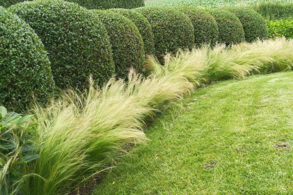 Vormsnoei met siergras