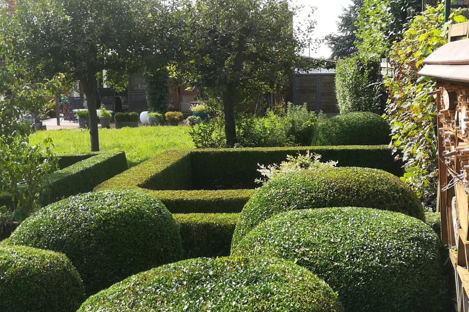 Buxus 