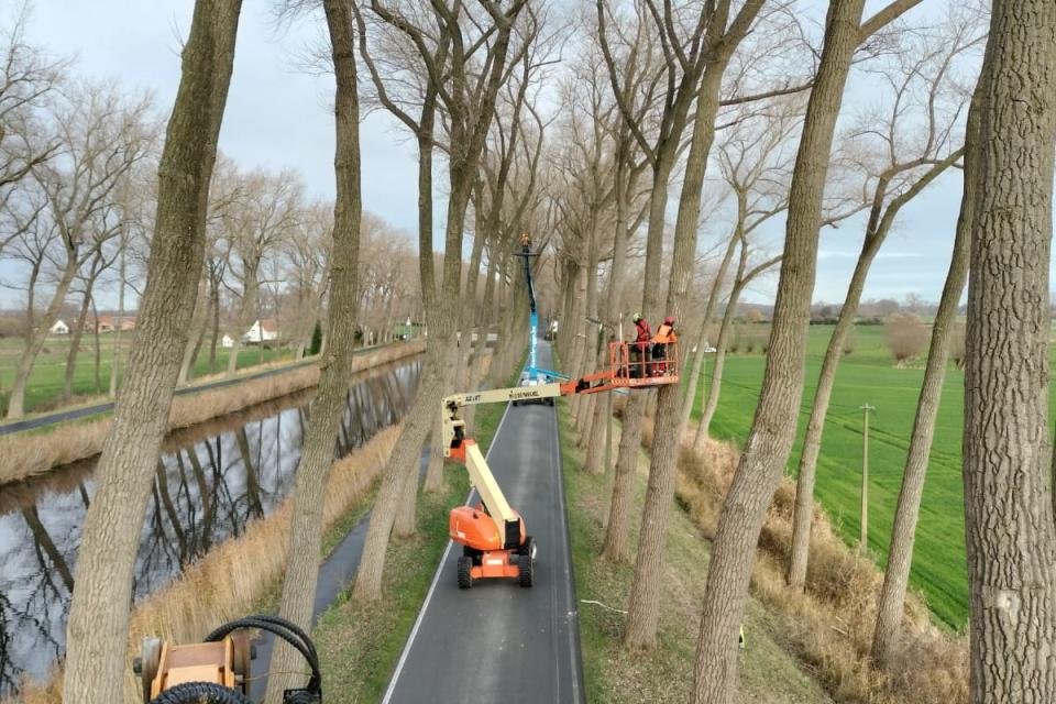 snoeien bomen