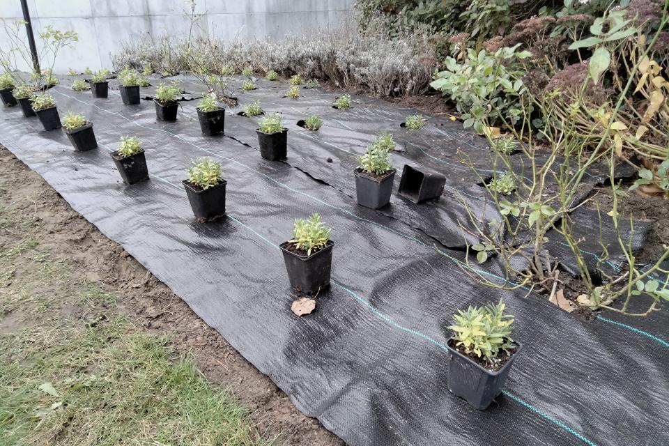 Alle aanplantingen voor je bloemenperken