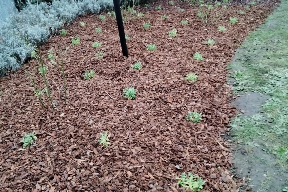 Aanplanting/opfrissen van je bloemenperken