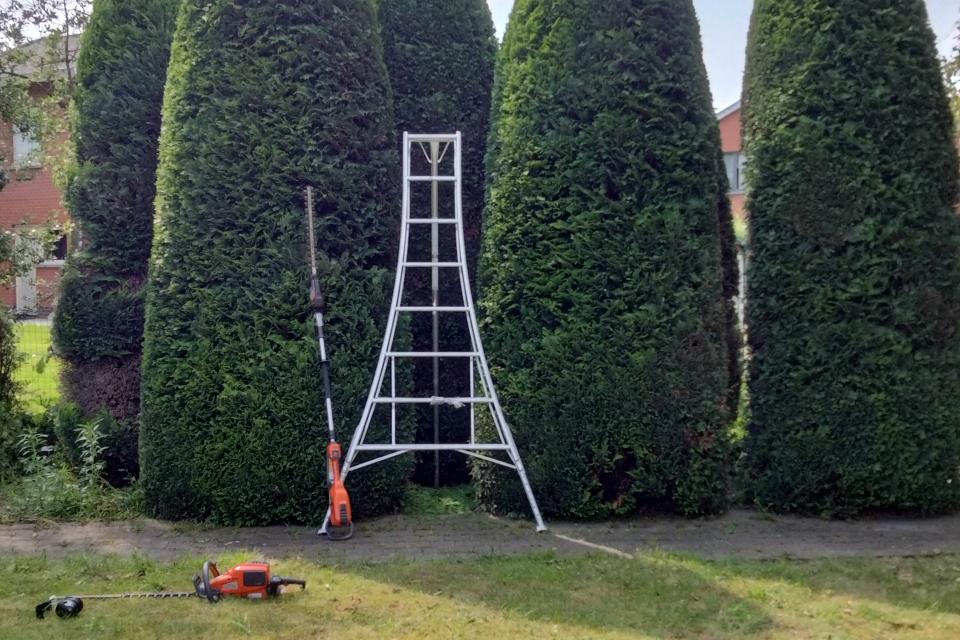 Vormsnoeien tot alle hoogtes