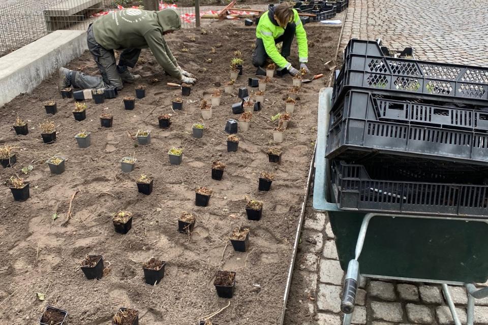 Aanplantingen openbare ruimtes