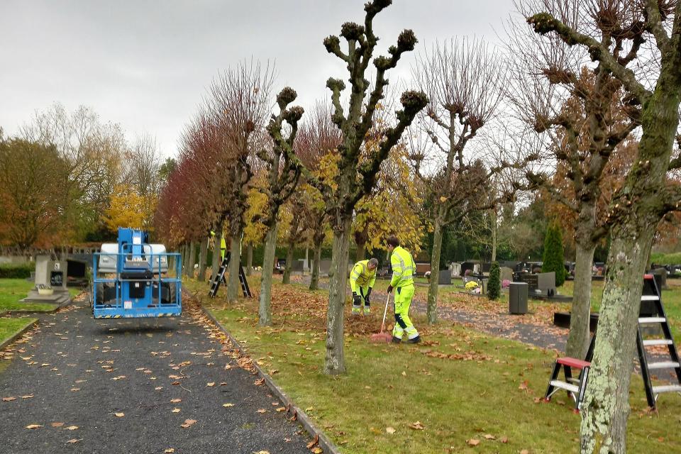 Boombeheer - boomonderhoud - boomaanplanting