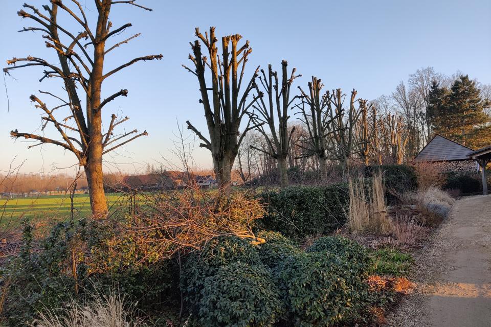 Kandelaren van linde