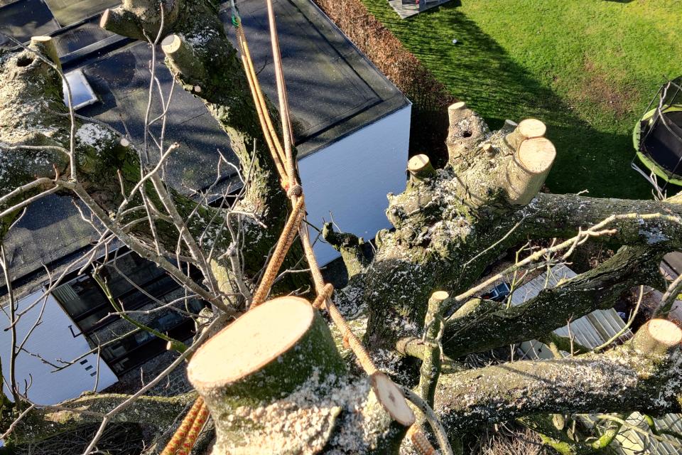 Achterstallig knotbeheer