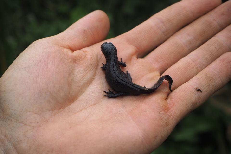 Doelsoorten: Salamander