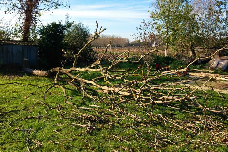 velling van dode boom
