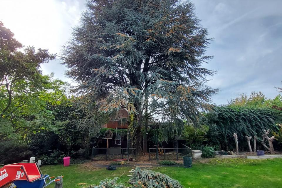 Grote ceder bijsnoeien