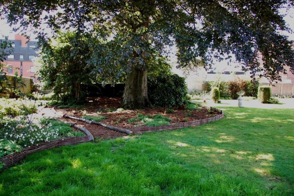 Verwijderen van graszode onder 250 jaar oude beuk en aanbrengen van bodemverbetering en specifieke vaste planten In Aalter