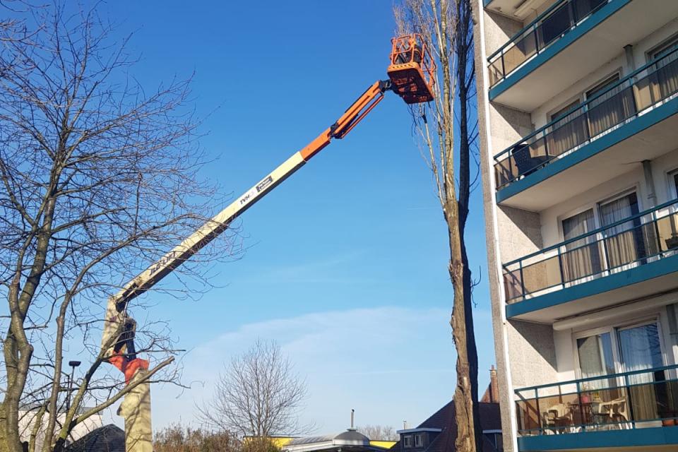 Snoeien van bomen te Asse
