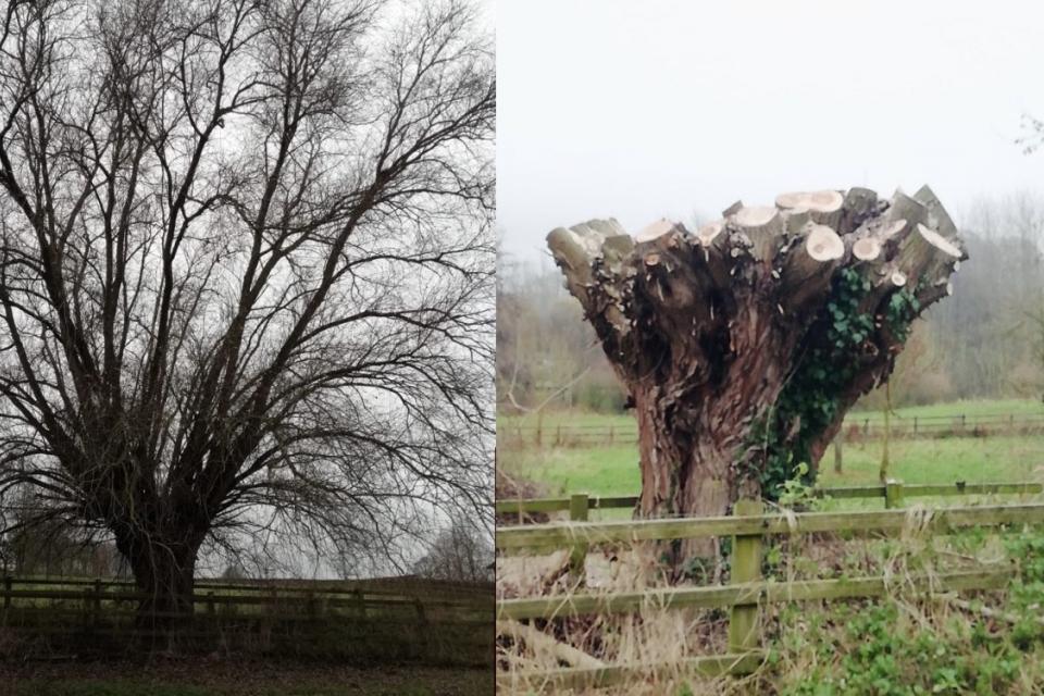 Bomen Knotten