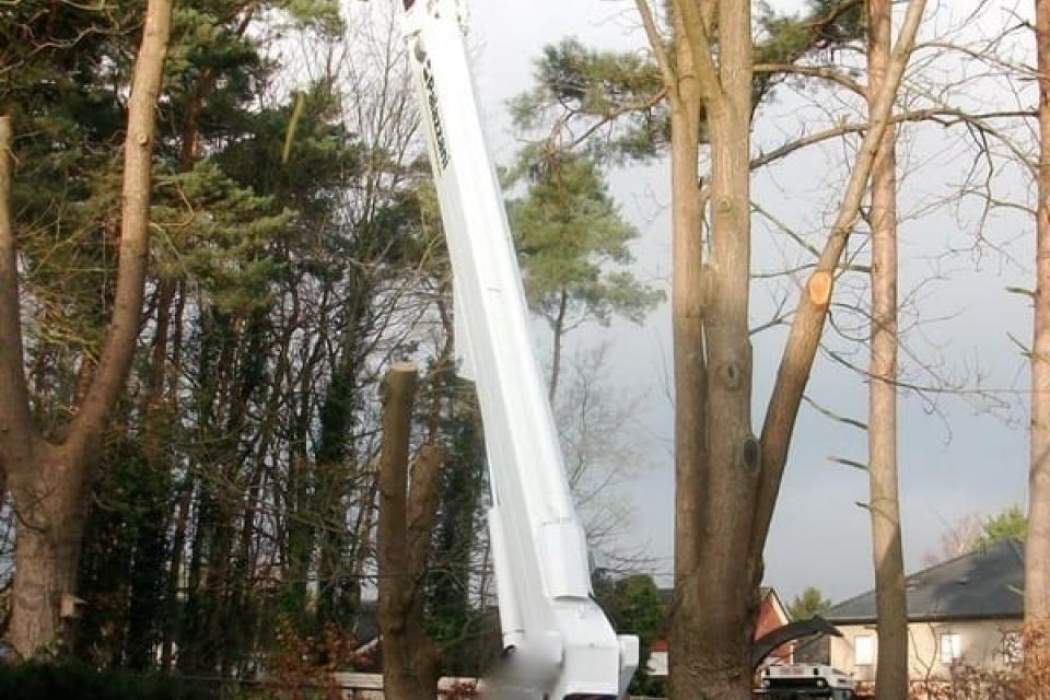 Bomen vellen en snoeien