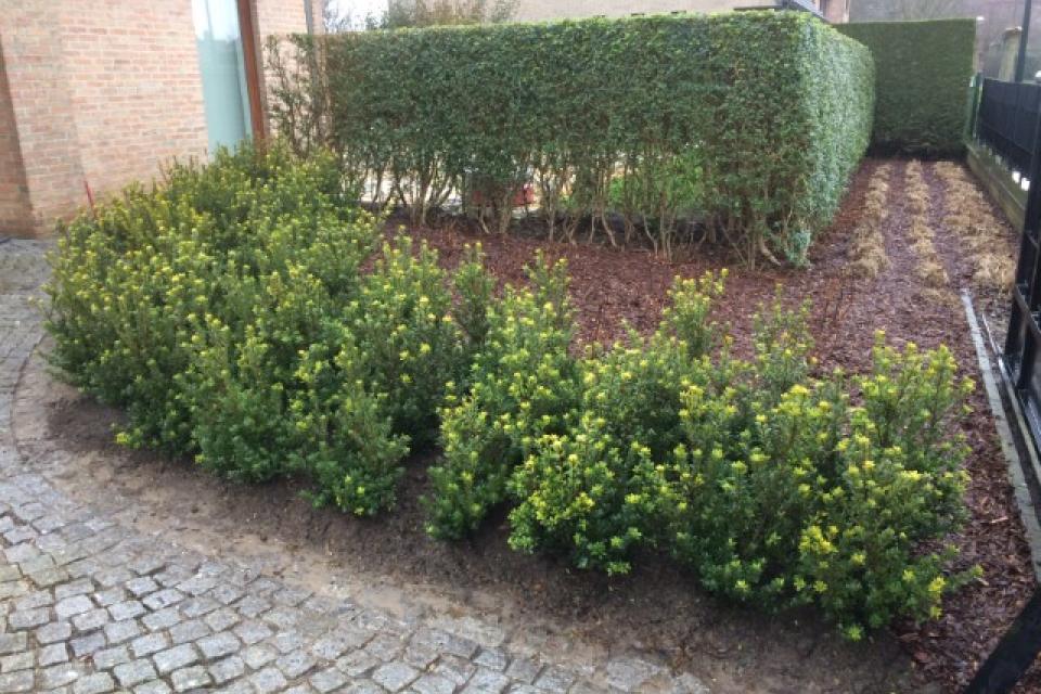 Vervanger voor Buxus, kleinbladige Hulst