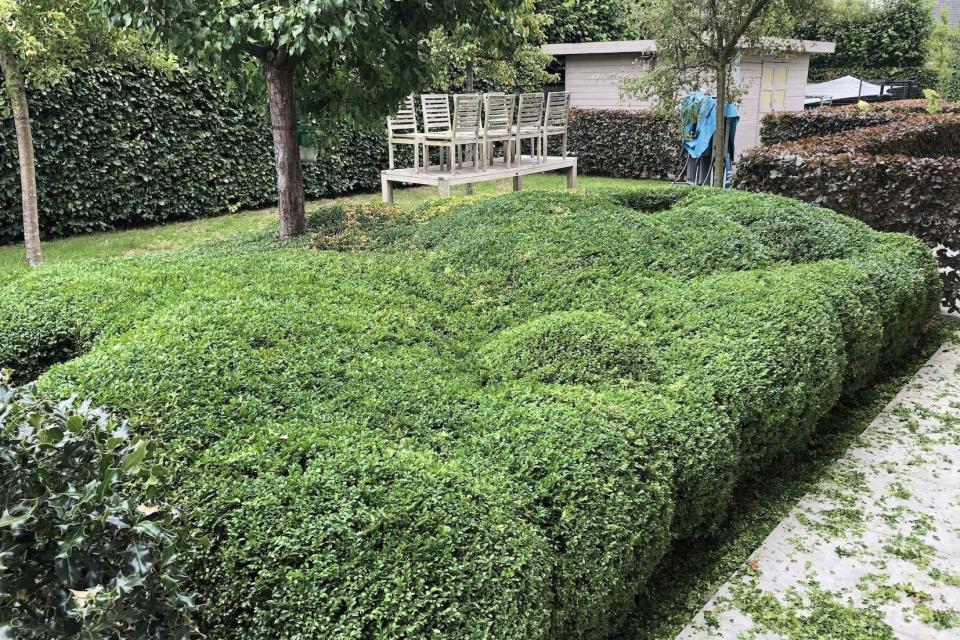 Buxus in vormen scheren