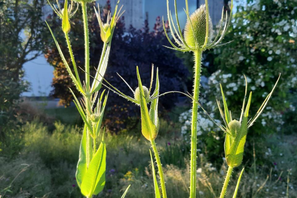 Inheemse planten