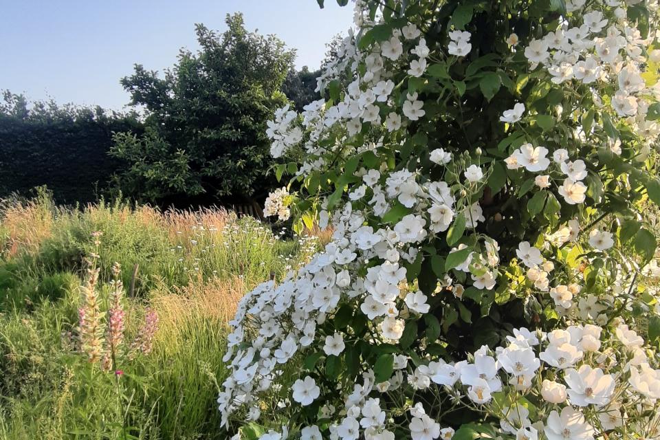 Wilde rozen