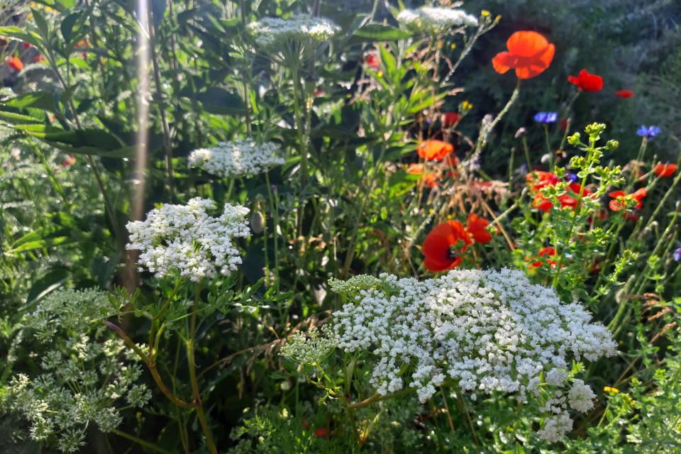 Bloemenweide