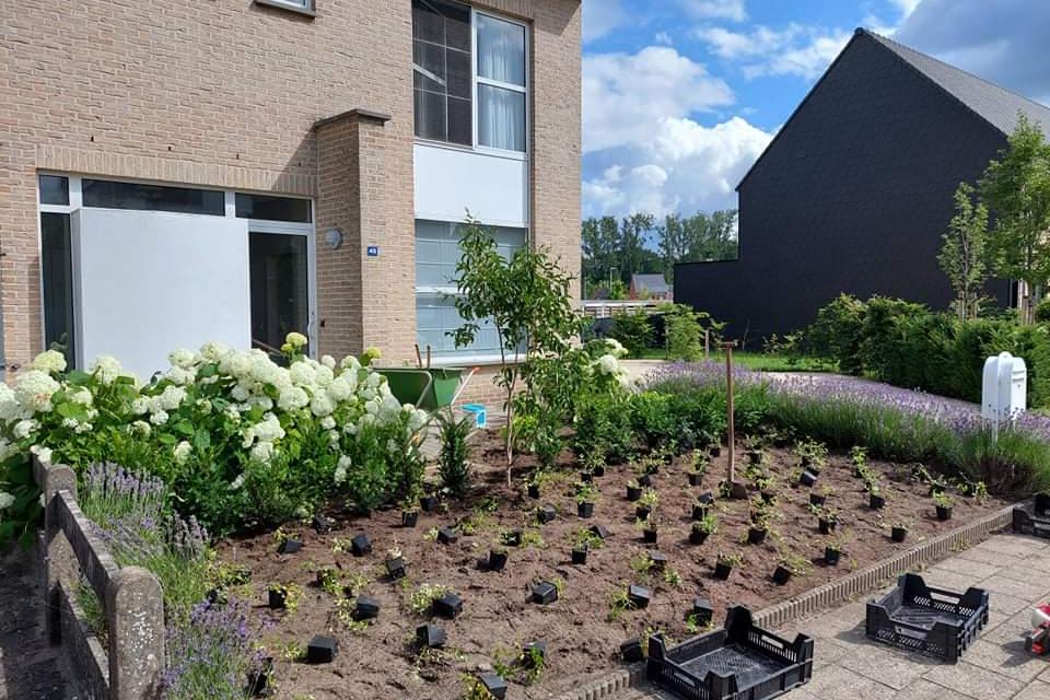 Aanplanting