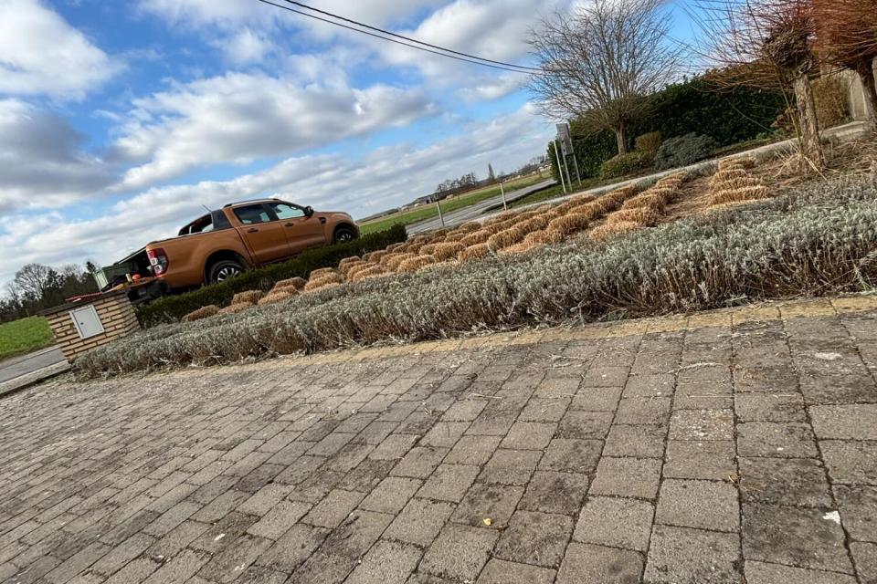 snoeien van siergrassen 