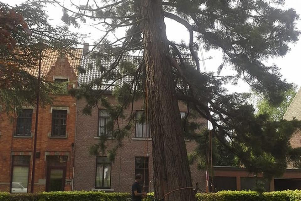 Snoeien doodhout mammoetboom gemeente Ruiselede
