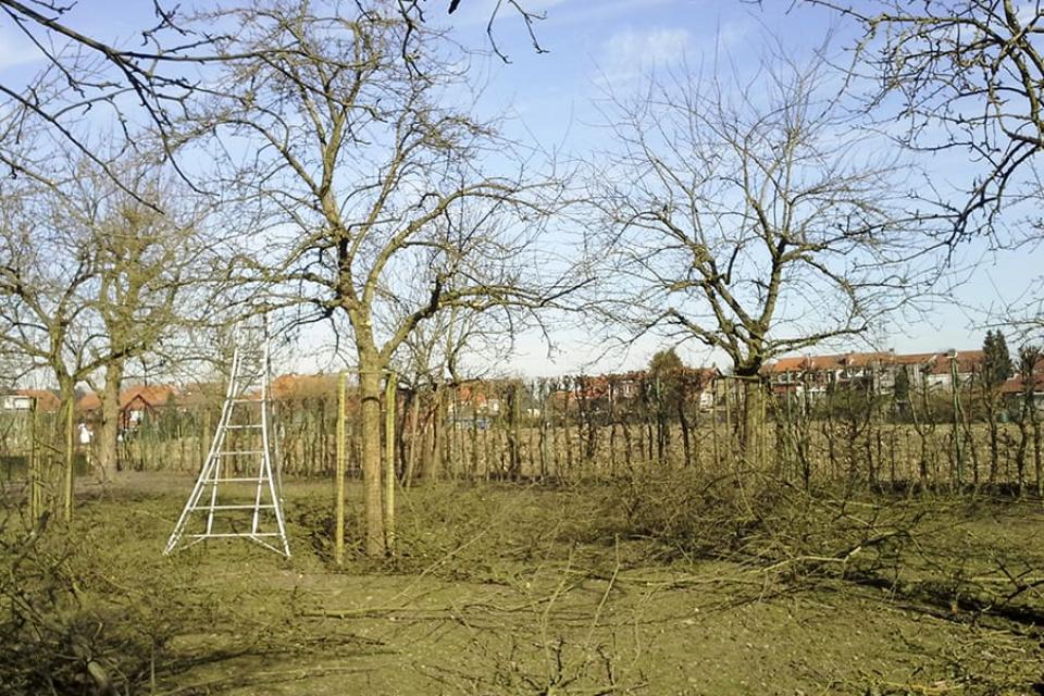 Wintersnoei bij fruitbomen in Dendermonde