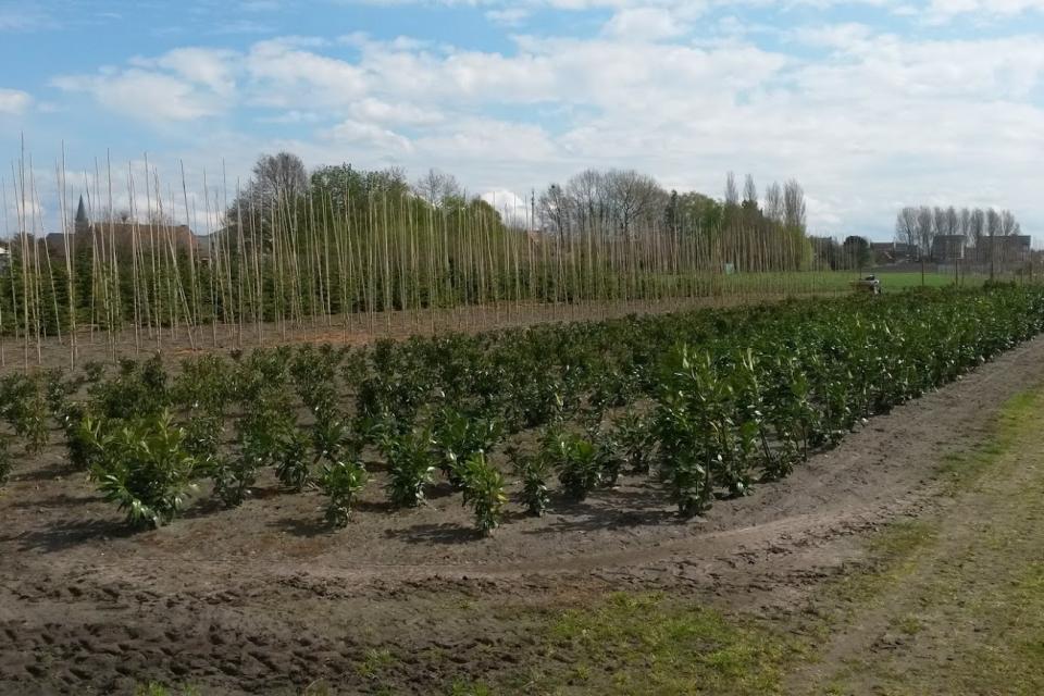 PuttePlant BOOMKWEKERIJ - Groothandel