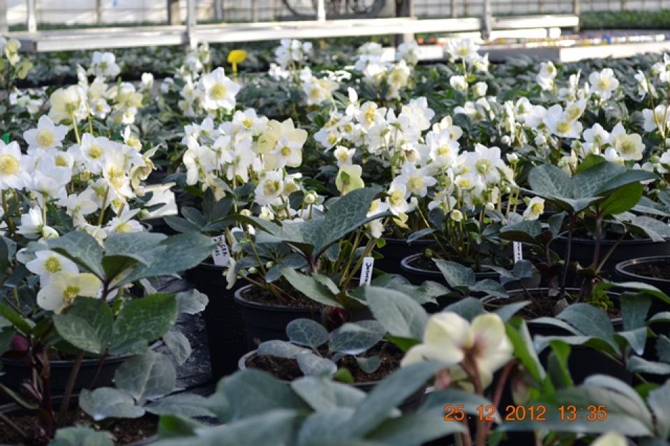 HELLEBORUS BVBA