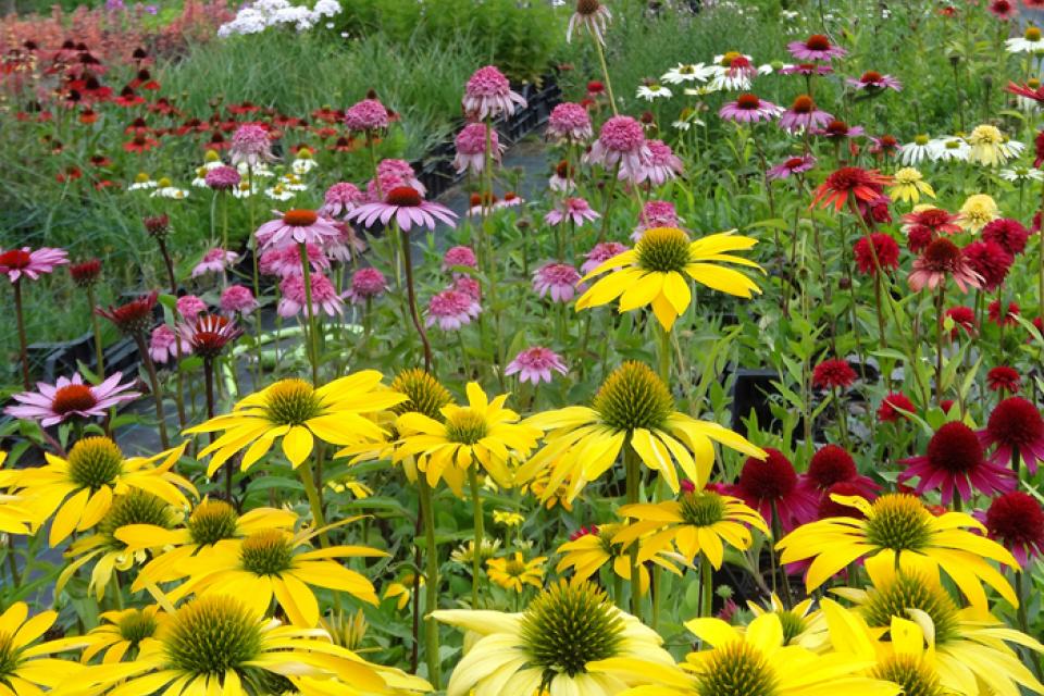 Crea Flora plantenkwekerij