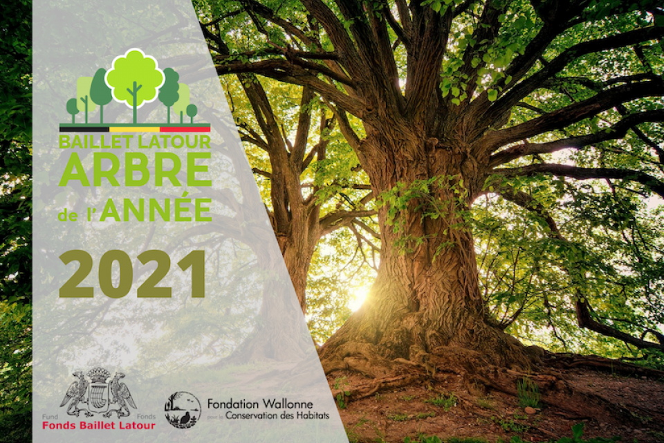 Stem op uw favoriete Boom van het Jaar 2021