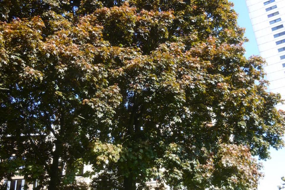 Esdoorns bieden de meeste bescherming tegen UV-straling