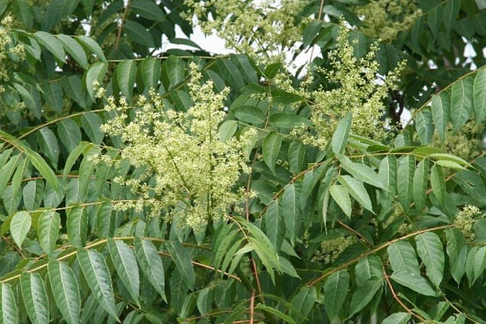 13 nieuwe invasieve uitheemse plantensoorten
