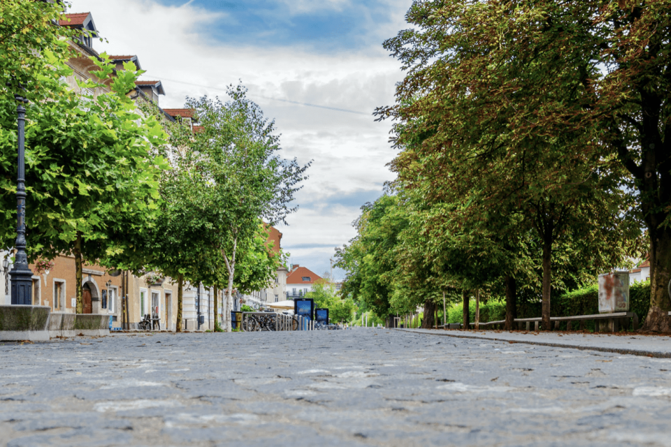 Middenveldverenigingen naar Grondwettelijk Hof om straatbomen te beschermen