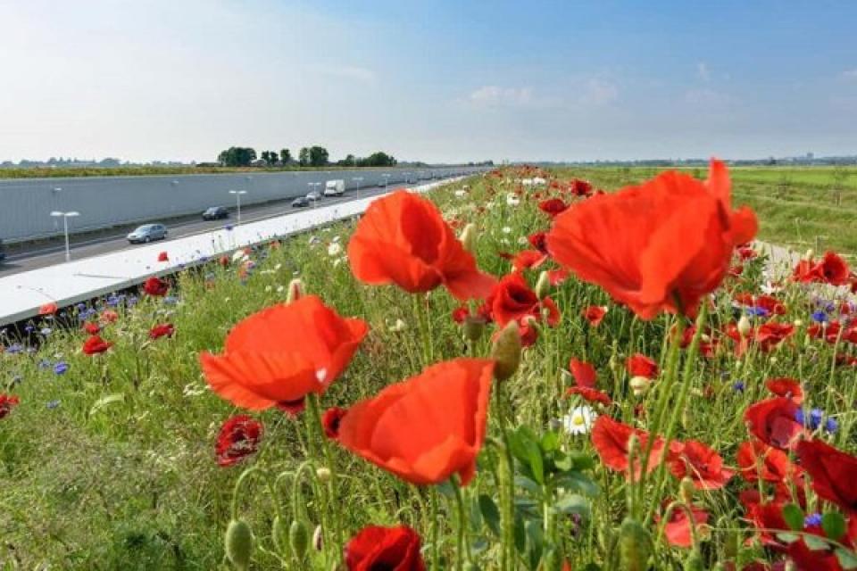 Wat is de invloed van maaien op toekomstbestendigheid bermen?