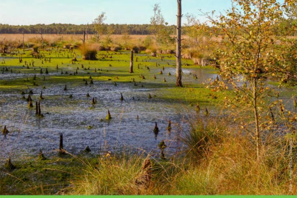 Duitsland investeert in stadsbomen en openbaar groen