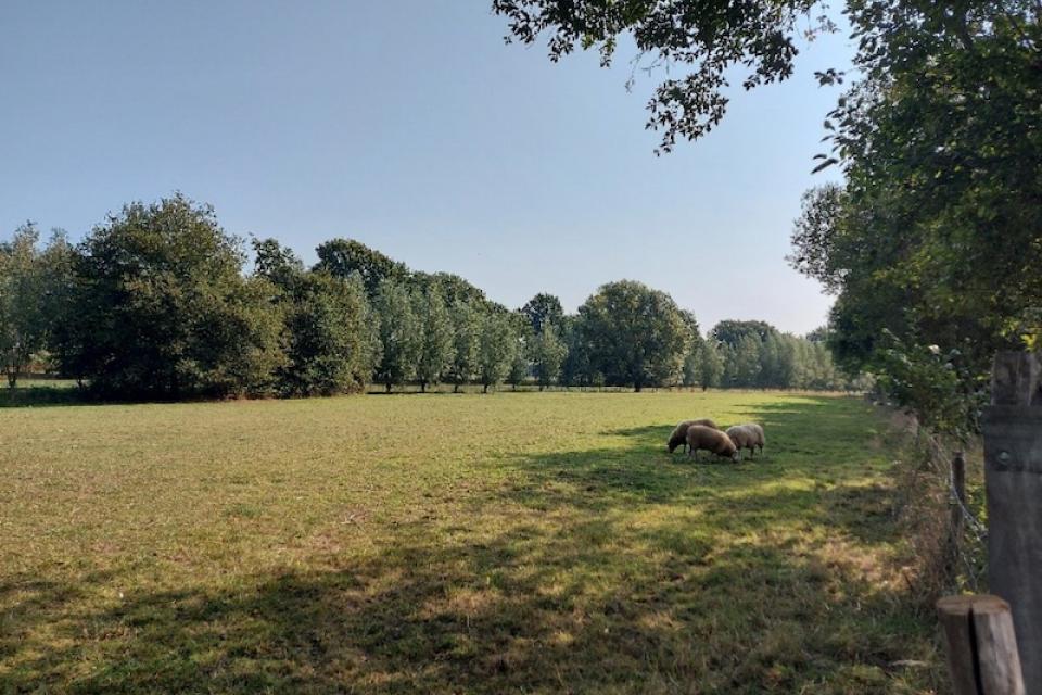 BOBO+ / Bodemgeschiktheid van bomen