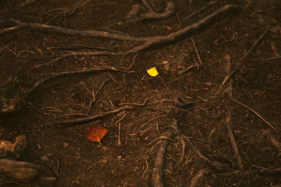 Online Event Bouwen op/aan gezonde bodem