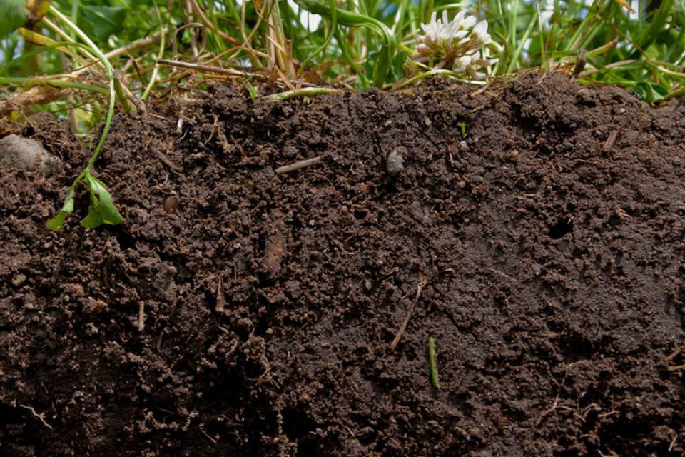 Bodemleven ontdekken op de dag van de wetenschap