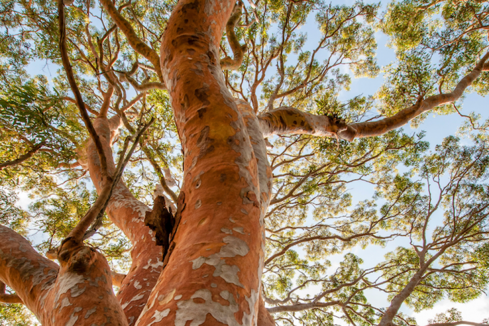 Eén op de drie boomsoorten met uitsterven bedreigd 