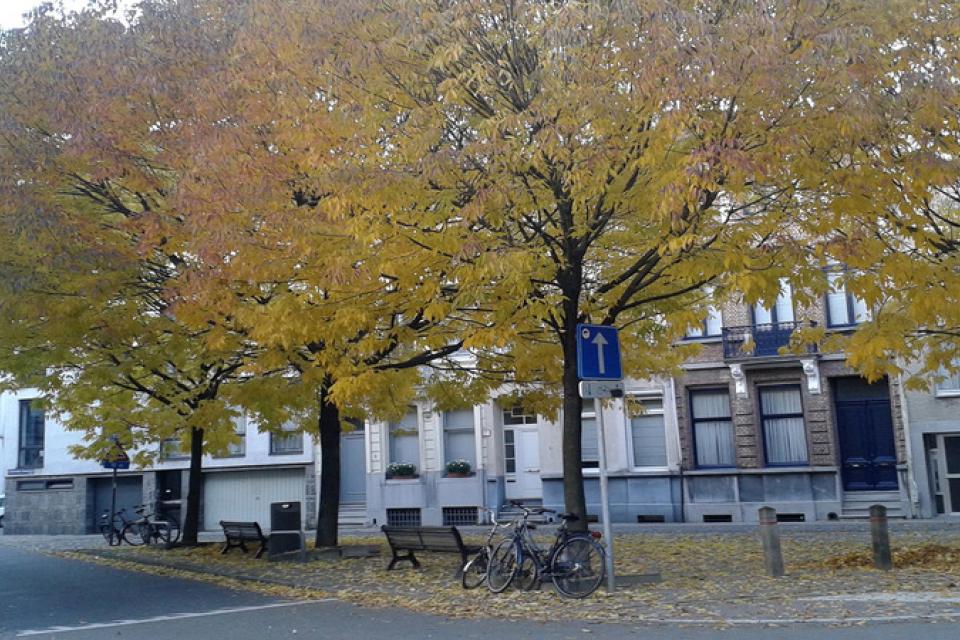 Studiedag / Bomenbeheerplan stad Antwerpen 