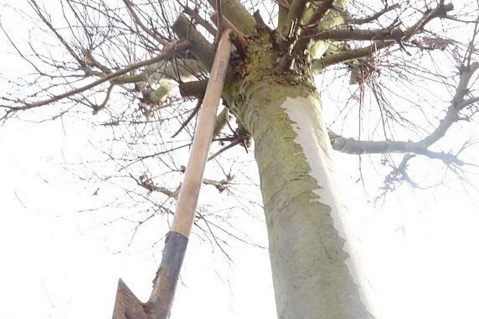 100 gemeenten ondertekenen bomencharter
