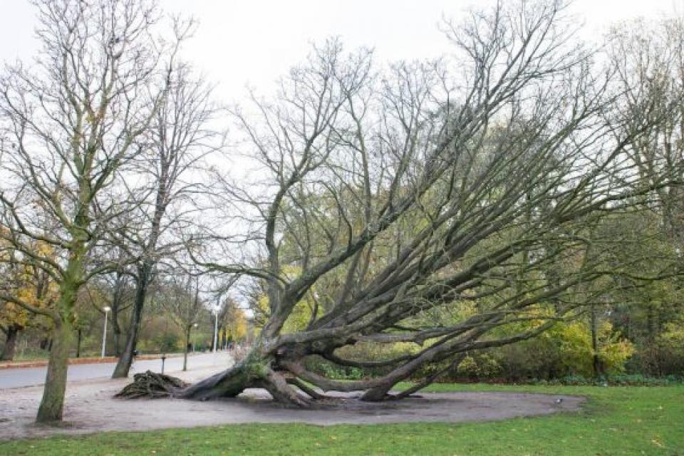 Boomcafé klimaatbomen 