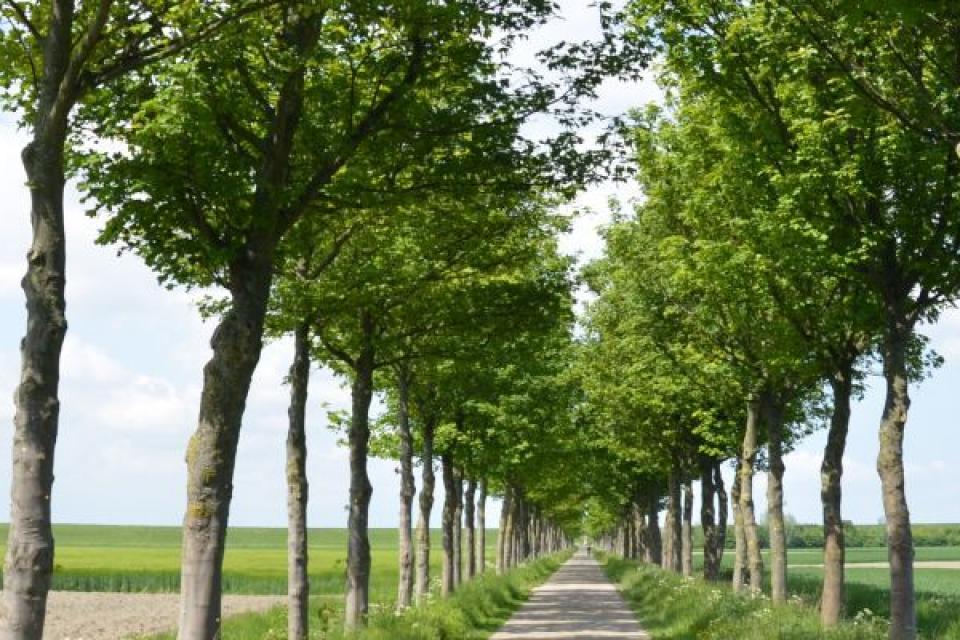 Webinar Wetgeving bij het kappen van bomen buiten bos