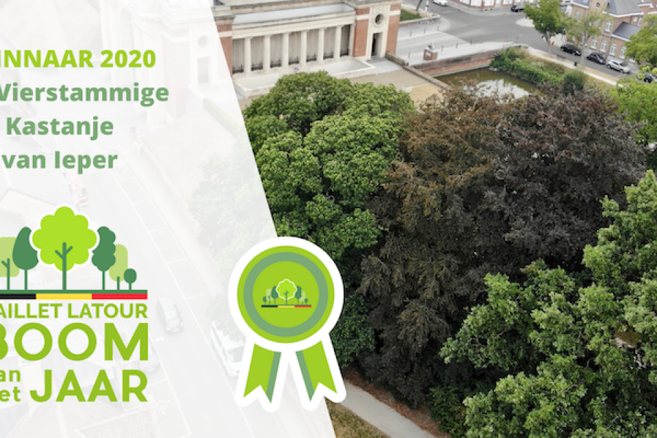 Boom van het Jaar 2020: De Vierstammige Kastanje uit Ieper