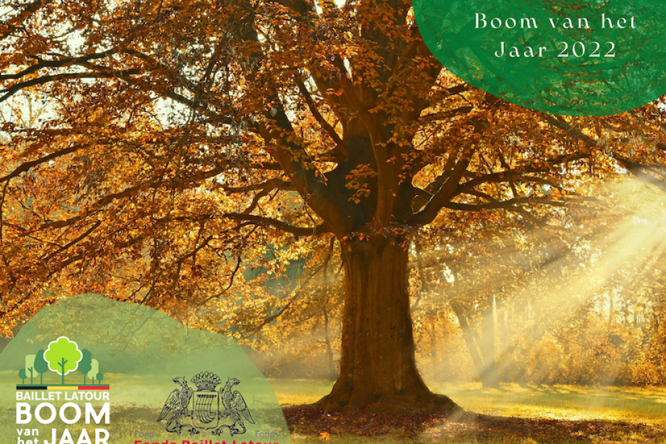 Op zoek naar de Boom van het Jaar 2022