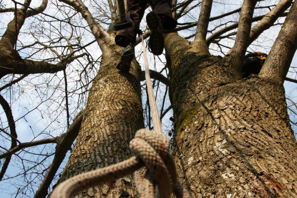 Europese certificaten voor boomverzorgers