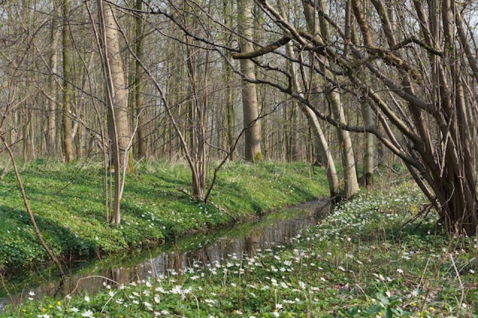 Populier en wilg zijn ideale pioniers voor nieuwe bossen